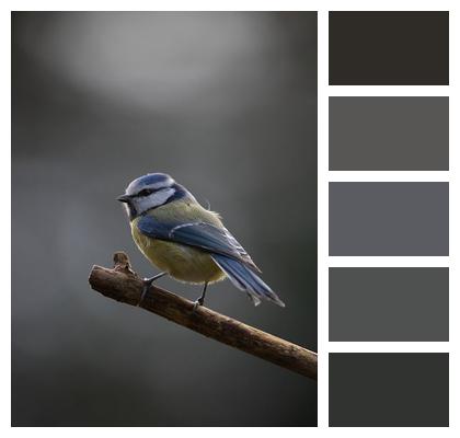 Bird Blue Tit Nuthatch Image
